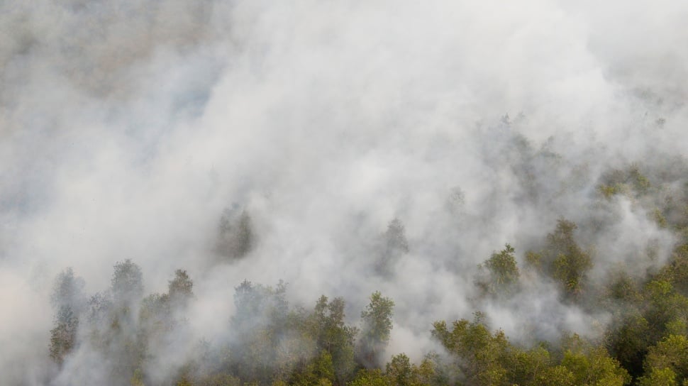 Kementerian Pertanian Tingkatkan Pengawasan Kebakaran Hutan di Kalteng