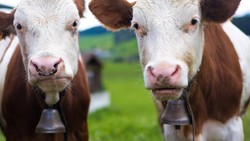 ---
BGN Klarifikasi 19 Ribu Sapi per Hari untuk MBG Hanya Sebuah Pengandaian

---