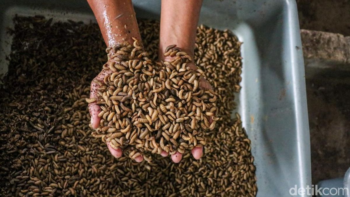 Keamanan dalam Budidaya Maggot: Pentingnya Kebersihan dan Alat Pelindung