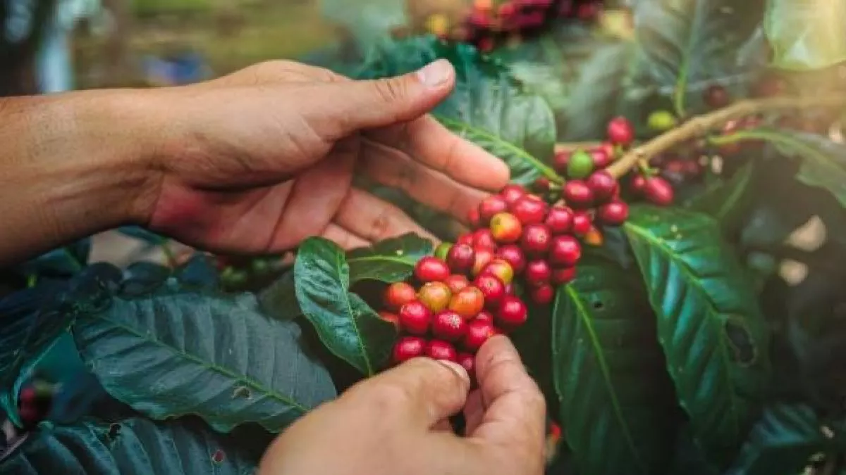 Tantangan Hilirisasi Industri Agro di Indonesia: Ketersediaan Bahan Baku Jadi Kendala Utama