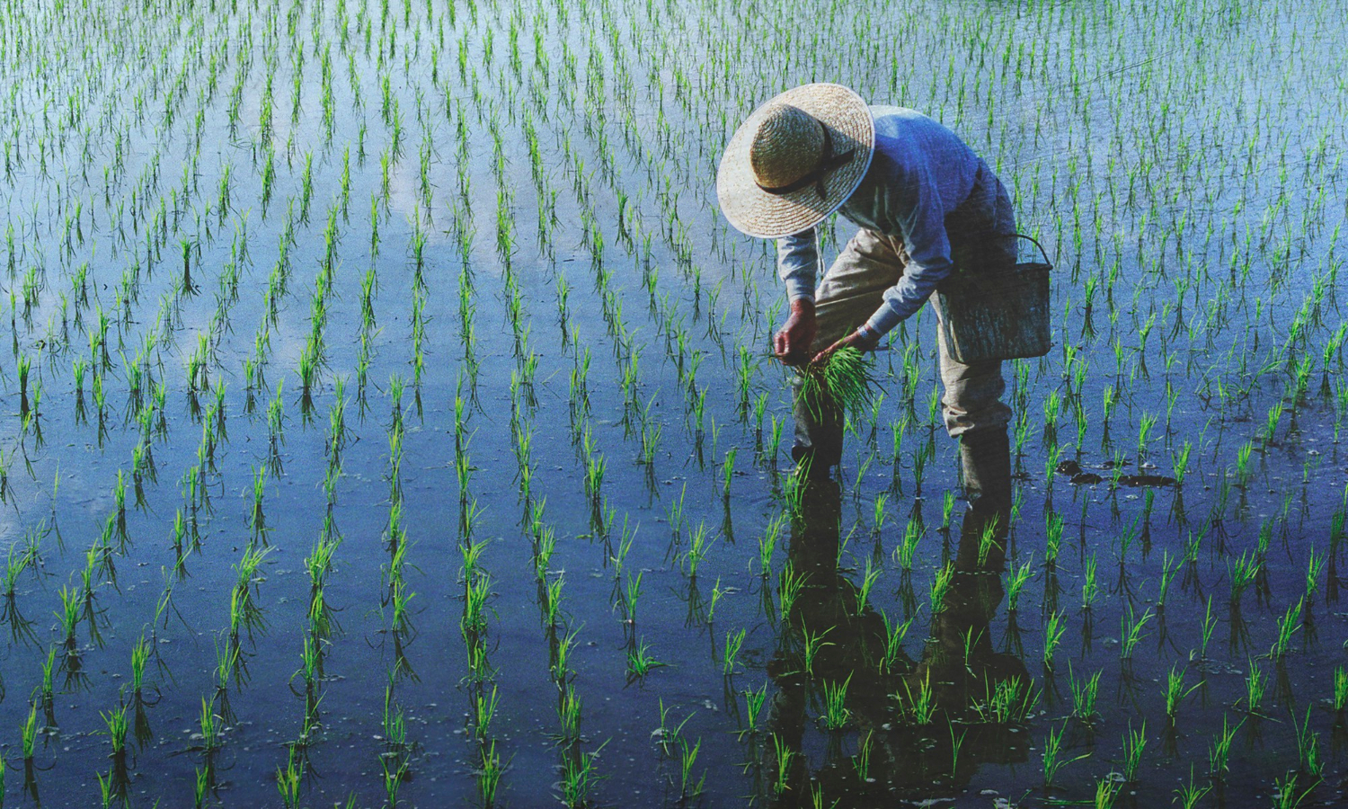ilustrasi sawah(magnific)