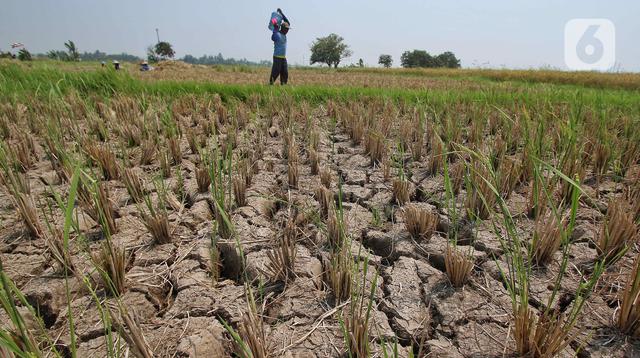 Indonesia Siapkan Cadangan Beras 5 Juta Ton Hadapi El Nino
