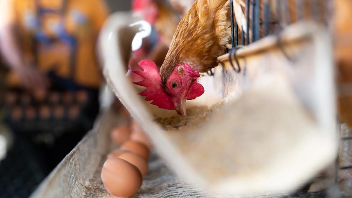 Foto: Getty Images/iStockphoto/comzeal