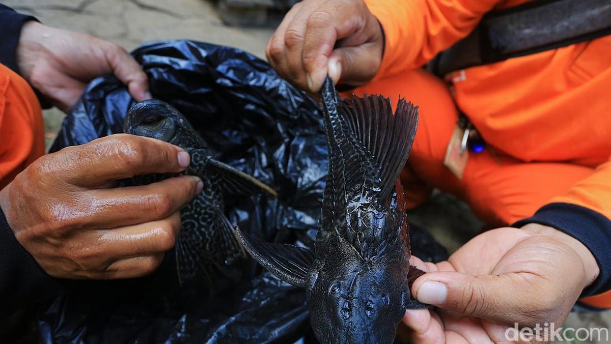 Kandungan Gizi Ikan Sapu-sapu, Namun Tak Disarankan untuk Dikonsumsi di Indonesia