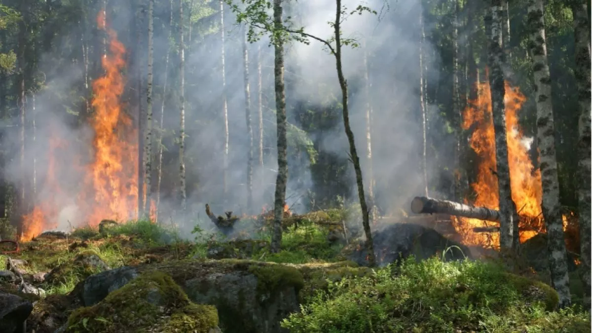 Asap kebakaran hutan (dok.Pixabay)
