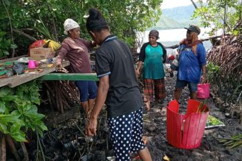 Keberadaan Hutan Bakau di Kampung Enggros: Pelindung Alam dan Kehidupan Masyarakat