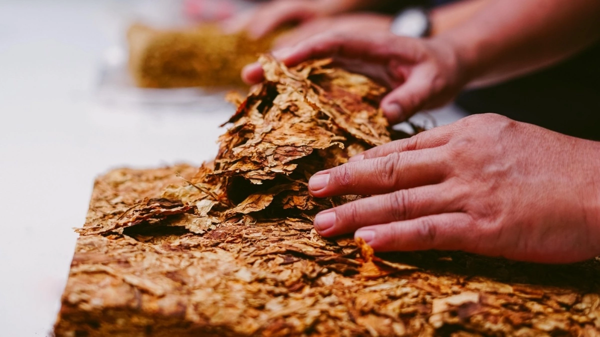 Festival Nglinting Tembakau Dorong Ekonomi Lokal Temanggung
