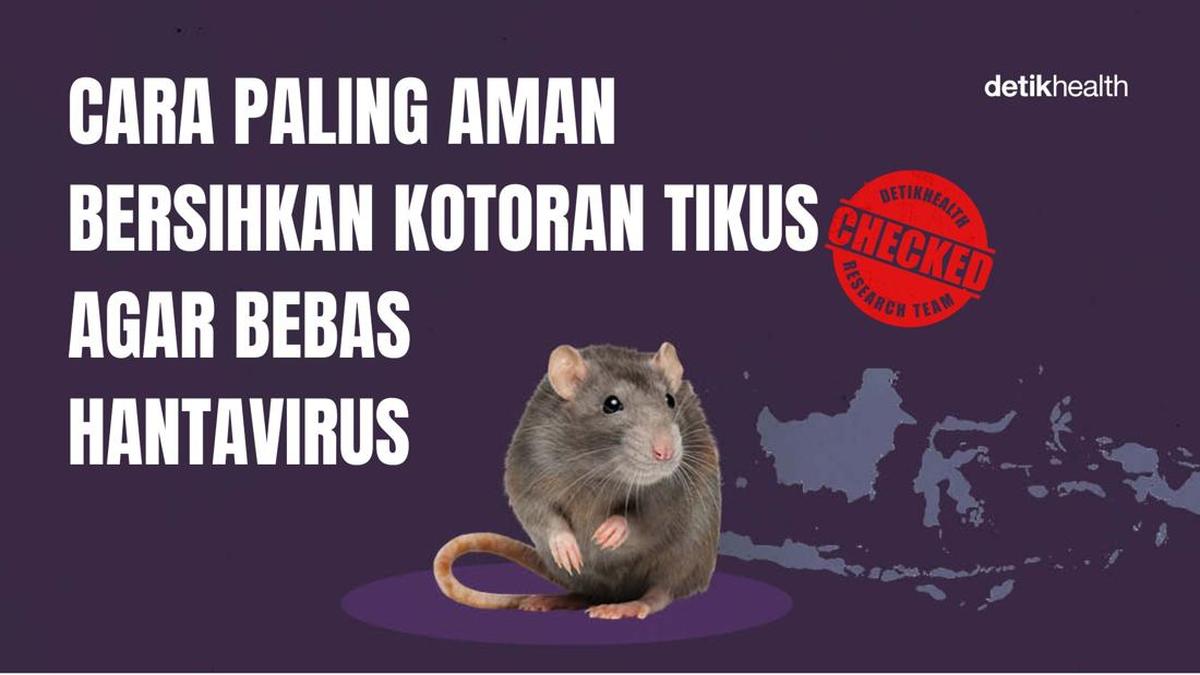 Cara Aman Membersihkan Kotoran Tikus untuk Menghindari Hantavirus