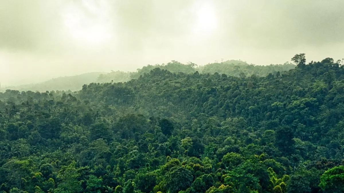 Pepohonan hijau di hutan hujan Indonesia. (dok.Pexels/Tom Fisk)