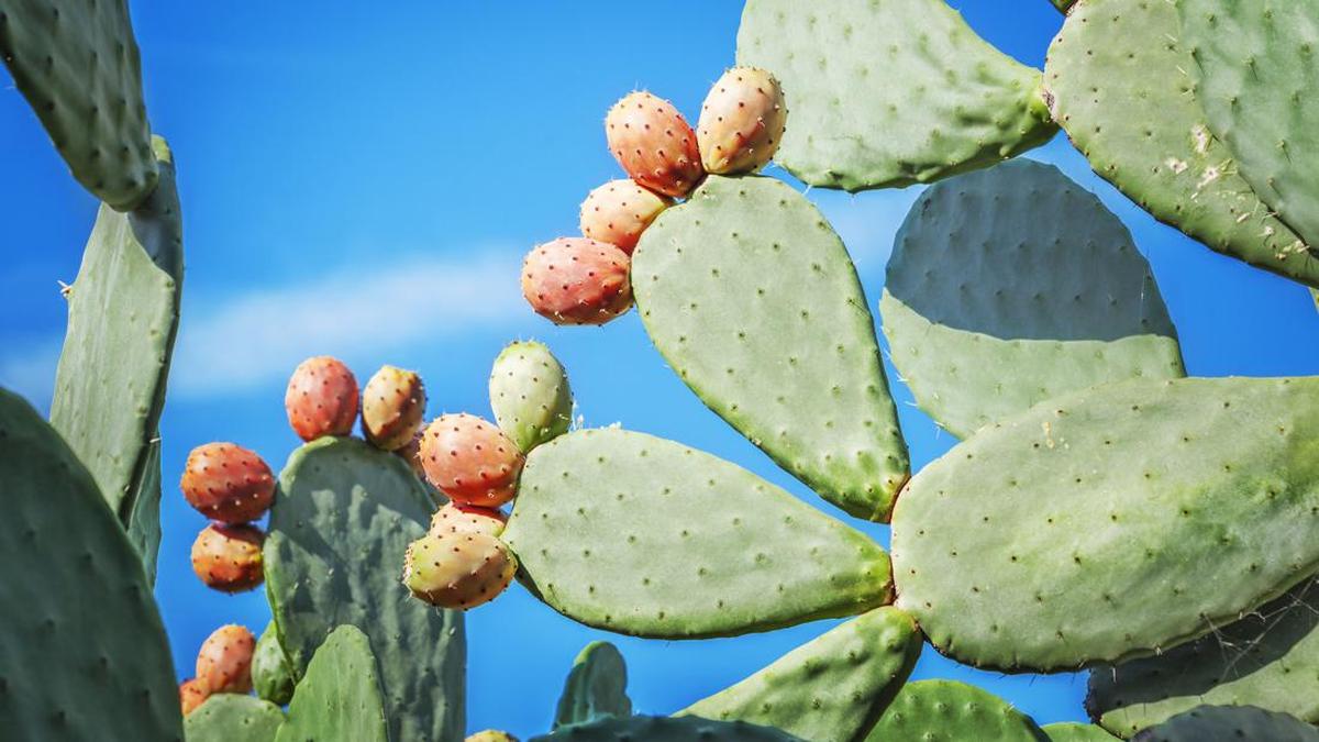 Mengenal Kaktus Pir Berduri: Superfood yang Sedang Naik Daun di Jepang