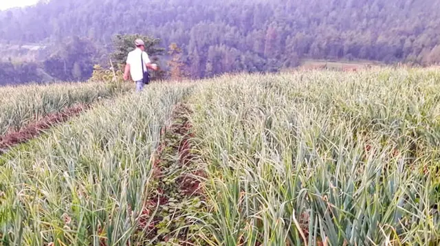 Pemerintah Siapkan 17 Provinsi untuk Penanaman Bawang Putih Serentak