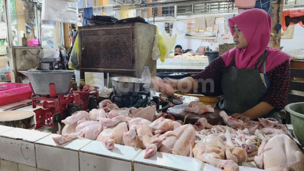 Kementerian Pertanian Selidiki Anomali Harga Ayam di Pasaran