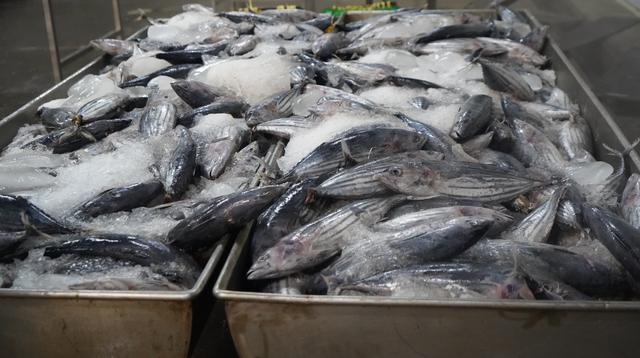 Menteri Trenggono: Risiko Penurunan Ekspor Ikan Akibat Ketegangan di Iran