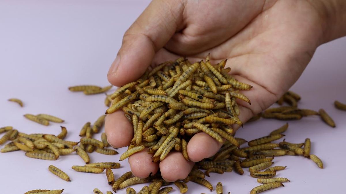 Maggot: Solusi Ramah Lingkungan untuk Pengelolaan Sampah Organik