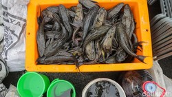Peningkatan Populasi Ikan Sapu-sapu di DKI Jakarta Mencapai 60 Persen, Waspadai Risiko Konsumsi