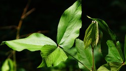 Penelitian Universitas Airlangga Ungkap Potensi Daun Apa-Apa dalam Mencegah Kanker Serviks dan Payudara