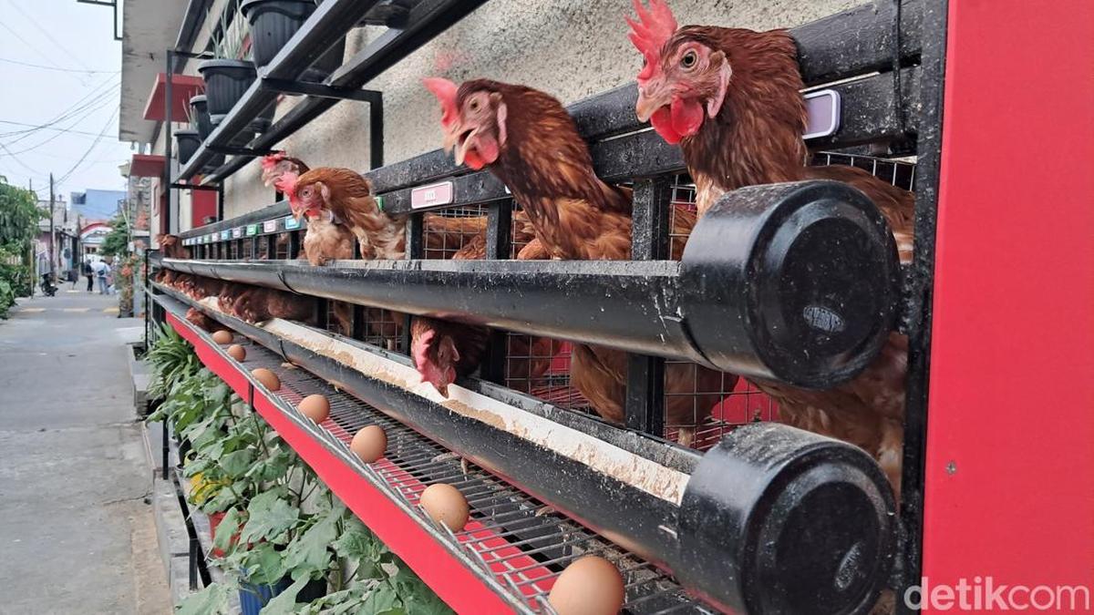 Ayam-ayam petelur peliharaan Lili Suwali, pegiat urban farming di Bekasi. Unik, masing-masing ayam punya namanya sendiri. (Foto: Adelia Magda Firdausi/detikhealth)