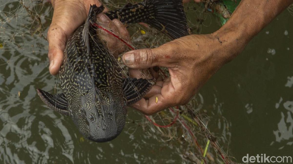 Peringatan Ahli Gizi Mengenai Ikan Sapu-sapu, Masih Berisiko Meski Dimasak dengan Higienis